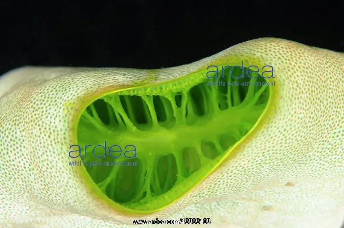 : Green Tunicate siphon : Green Tunicate siphon