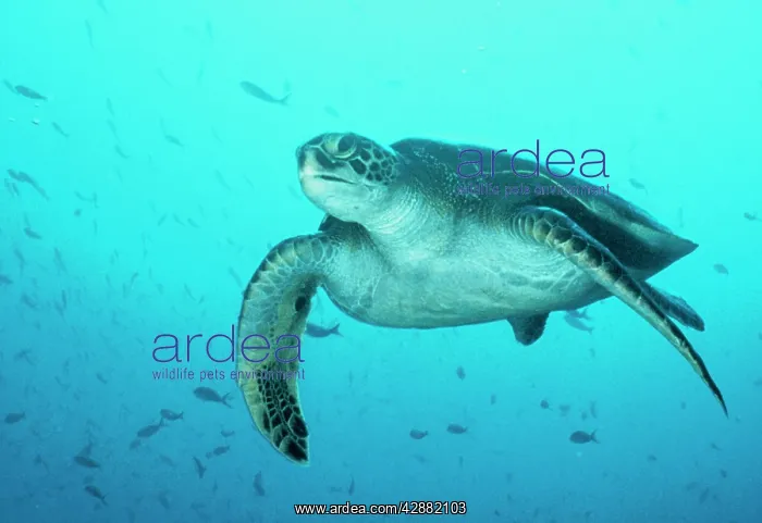 : Green Turtle : Green Turtle