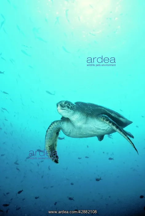 : GREEN TURTLE : GREEN TURTLE