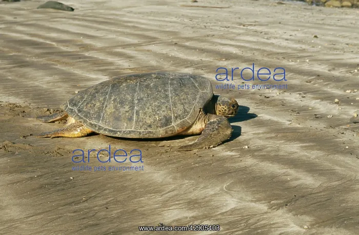  : Green TURTLE