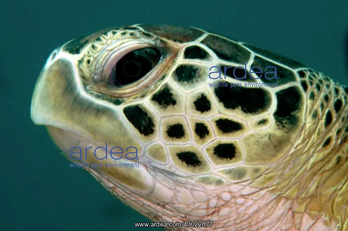  : Green Turtle