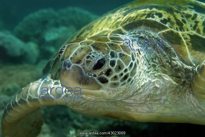  : Green Turtle