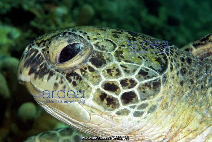  : Green Turtle