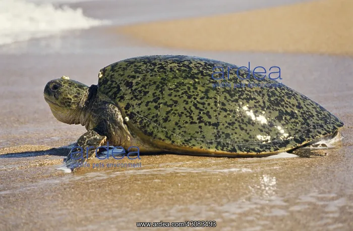 : Green Turtle : Green Turtle