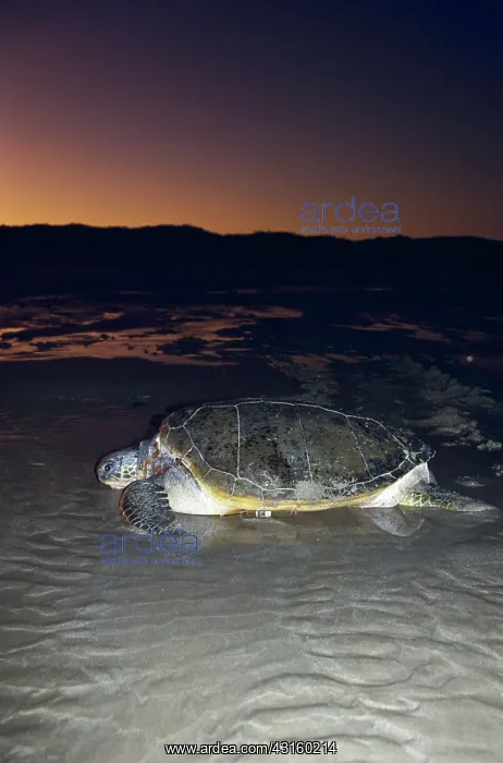 : Green Turtle : Green Turtle