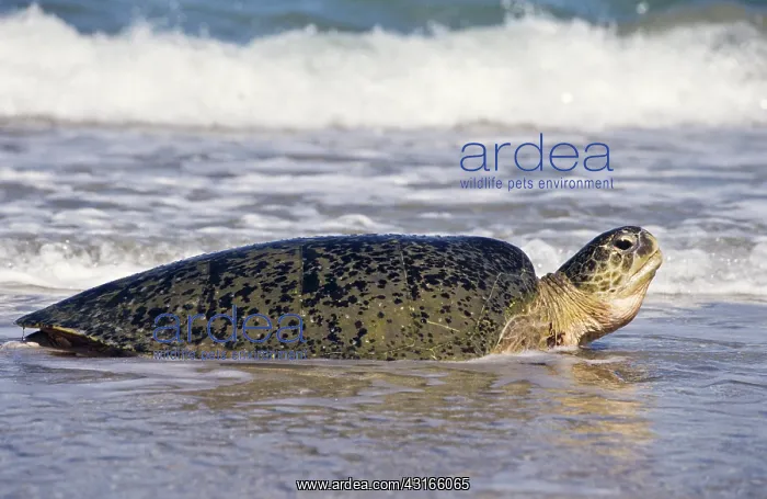 : Green Turtle : Green Turtle