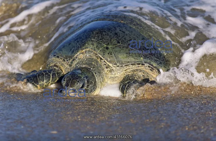: Green Turtle : Green Turtle