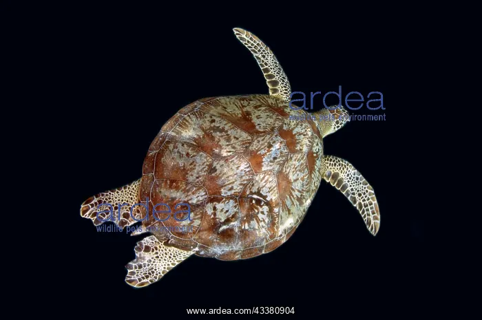: Green Turtle : Green Turtle