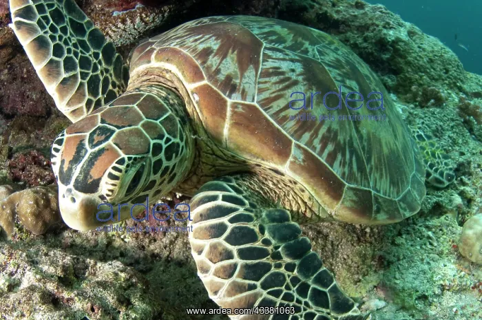: Green Turtle : Green Turtle