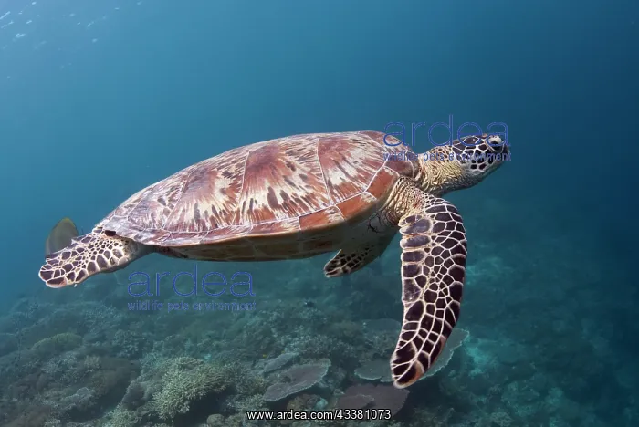 : Green Turtle : Green Turtle