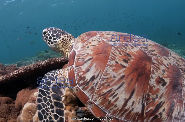 : Green Turtle : Green Turtle