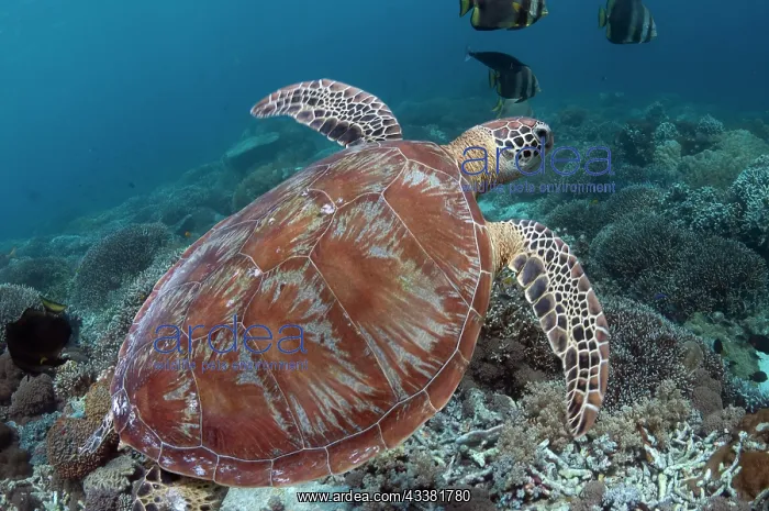 : Green Turtle : Green Turtle