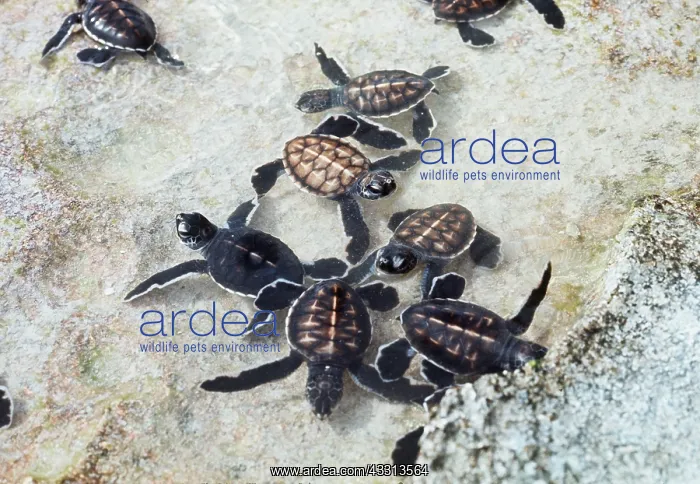 : GREEN TURTLE - BABIES : GREEN TURTLE - BABIES