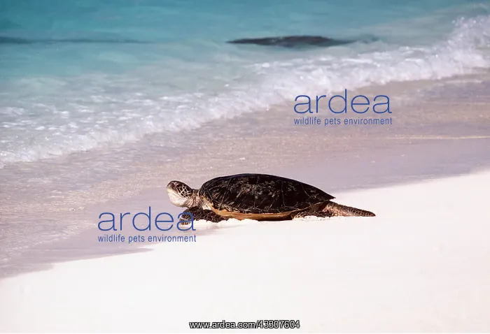 : GREEN TURTLE - on beach, entering sea : GREEN TURTLE - on beach, entering sea