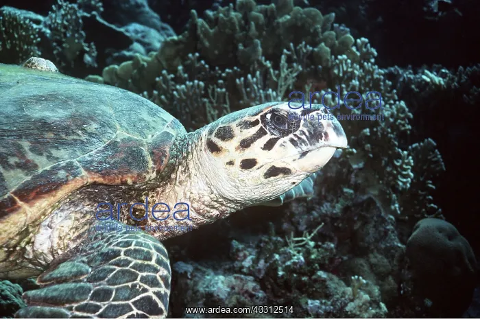 : GREEN TURTLE C / U : GREEN TURTLE C / U