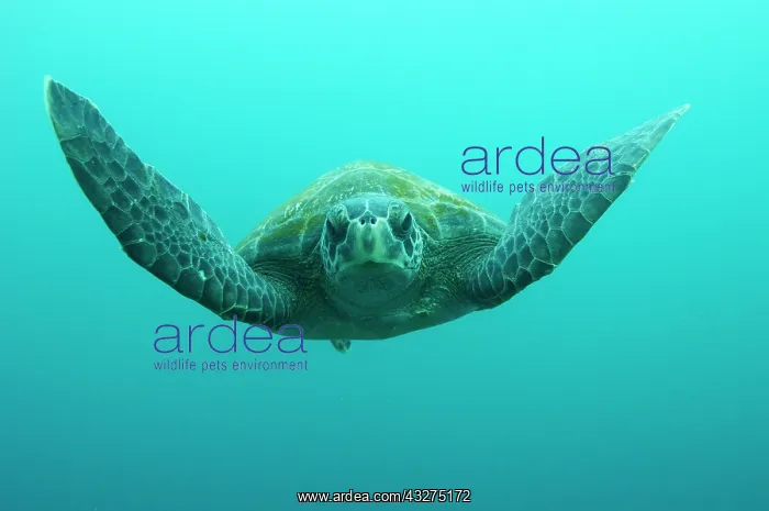 : Green Turtle (Chelonia mydas agassisi) : Green Turtle (Chelonia mydas agassisi)