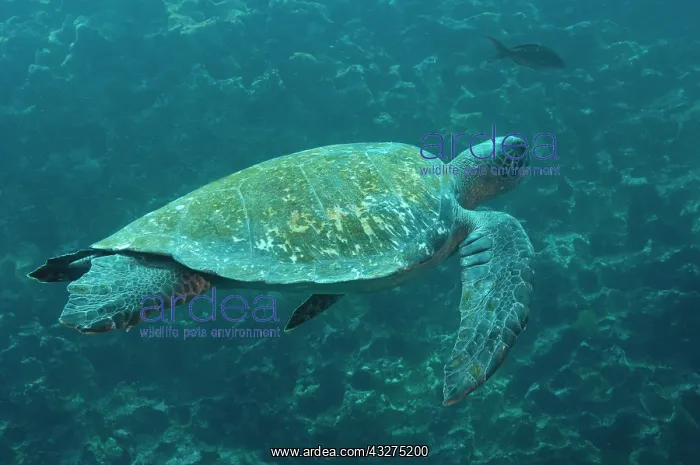 : Green Turtle (Chelonia mydas agassisi) : Green Turtle (Chelonia mydas agassisi)