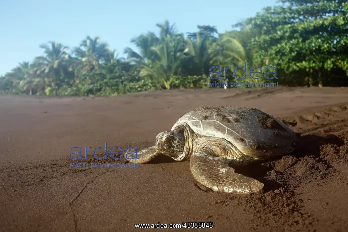 : Green turtle (Chelonia mydas) on the beach, Tortuguero Natio : Green turtle (Chelonia mydas) on the beach, Tortuguero Natio