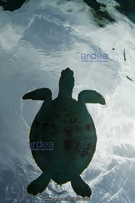 : Green Turtle (Chelonia mydas), Bonaire : Green Turtle (Chelonia mydas), Bonaire