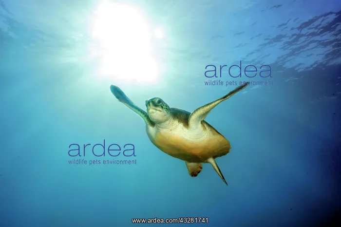 : Green turtle (Chelonia mydas), Canary Islands, Spain : Green turtle (Chelonia mydas), Canary Islands, Spain