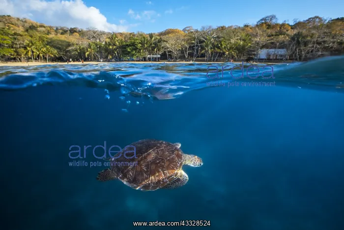 : Green turtle (Chelonia mydas) coming to breathe : Green turtle (Chelonia mydas) coming to breathe