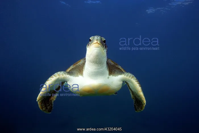 : Green turtle (Chelonia mydas), Eastern Atlantic : Green turtle (Chelonia mydas), Eastern Atlantic