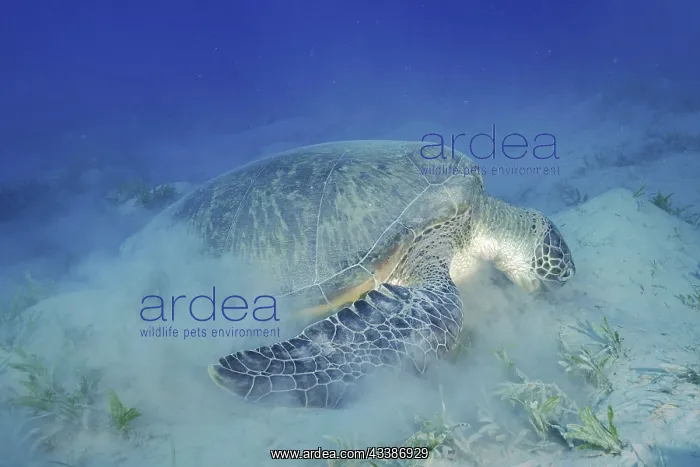 : Green turtle (Chelonia mydas) eating seaweed, stirring u : Green turtle (Chelonia mydas) eating seaweed, stirring u
