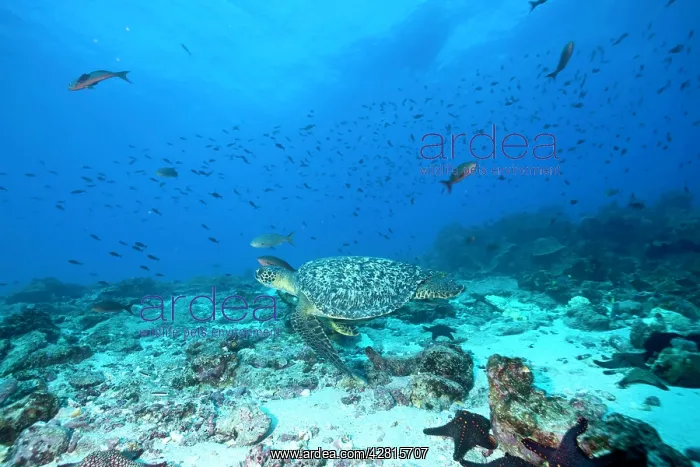 : Green Turtle Chelonia mydas endangered IUCN Galapagos Islan : Green Turtle Chelonia mydas endangered IUCN Galapagos Islan