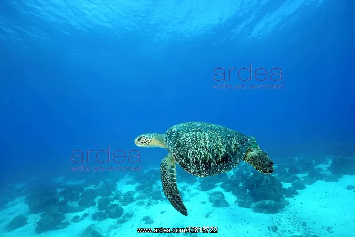 : Green Turtle Chelonia mydas endangered IUCN Galapagos Islan : Green Turtle Chelonia mydas endangered IUCN Galapagos Islan