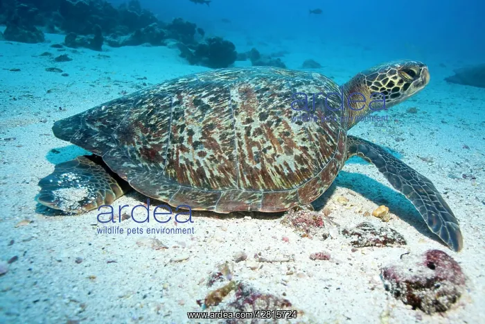 : Green Turtle Chelonia mydas endangered IUCN Galapagos Islan : Green Turtle Chelonia mydas endangered IUCN Galapagos Islan