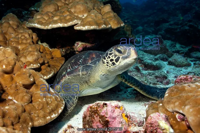 : Green Turtle Chelonia mydas endangered IUCN Galapagos Islan : Green Turtle Chelonia mydas endangered IUCN Galapagos Islan