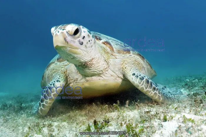  : Green turtle (Chelonia mydas) from front, seagrass