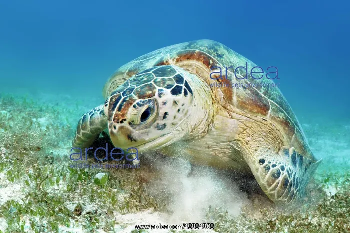 : Green turtle (Chelonia mydas) or green turtle from : Green turtle (Chelonia mydas) or green turtle from