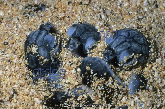 : Green Turtle, (Chelonia mydas), hatchlings : Green Turtle, (Chelonia mydas), hatchlings