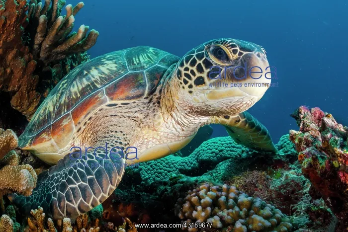 : Green turtle (Chelonia mydas), Indonesia : Green turtle (Chelonia mydas), Indonesia