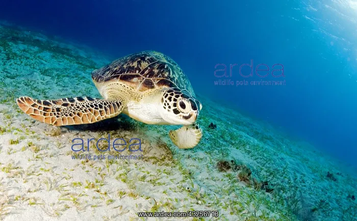 : Green turtle (Chelonia mydas), Indonesia, Lombo : Green turtle (Chelonia mydas), Indonesia, Lombo