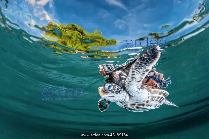: Green turtle (Chelonia mydas) juvenile under surface : Green turtle (Chelonia mydas) juvenile under surface