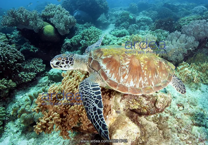  : Green turtle (Chelonia mydas), Philippines, Lake
