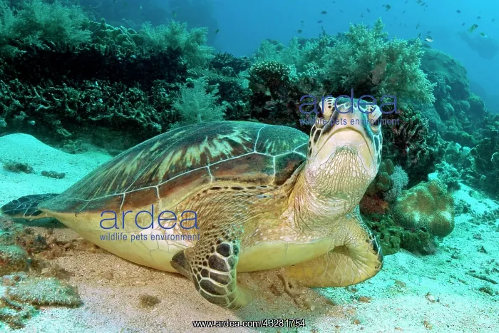 : Green turtle (Chelonia mydas), Philippines, Lake : Green turtle (Chelonia mydas), Philippines, Lake