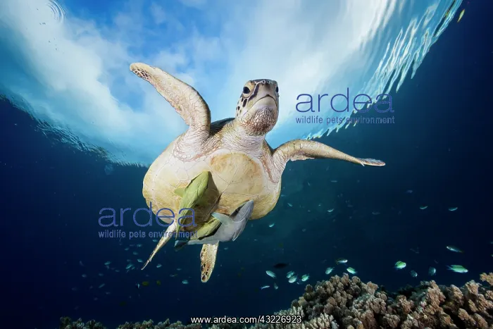 : Green turtle (Chelonia mydas) above reef with two : Green turtle (Chelonia mydas) above reef with two