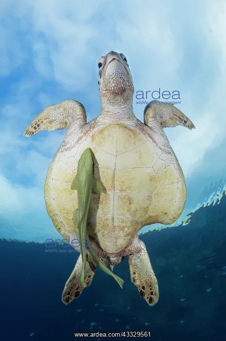 : Green turtle (Chelonia mydas) with two remora on : Green turtle (Chelonia mydas) with two remora on