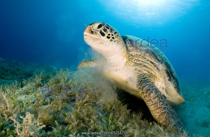 : Green turtle (Chelonia mydas) on the seagrass : Green turtle (Chelonia mydas) on the seagrass