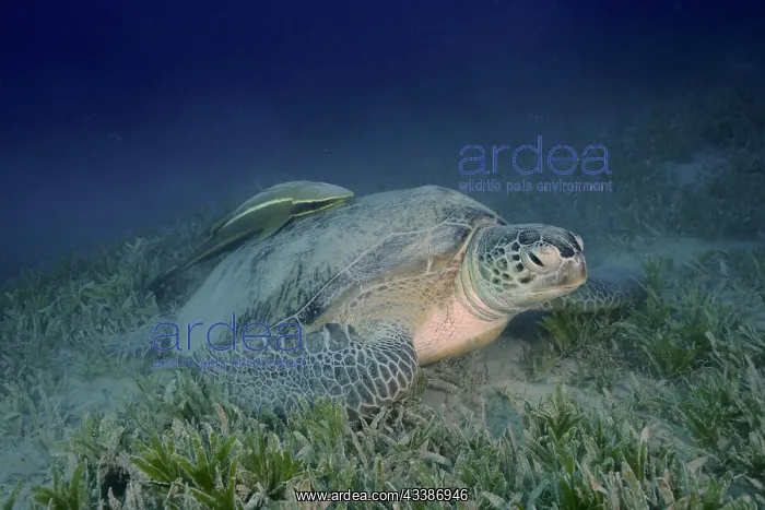 : Green turtle (Chelonia mydas) with ship holder (Remora r : Green turtle (Chelonia mydas) with ship holder (Remora r