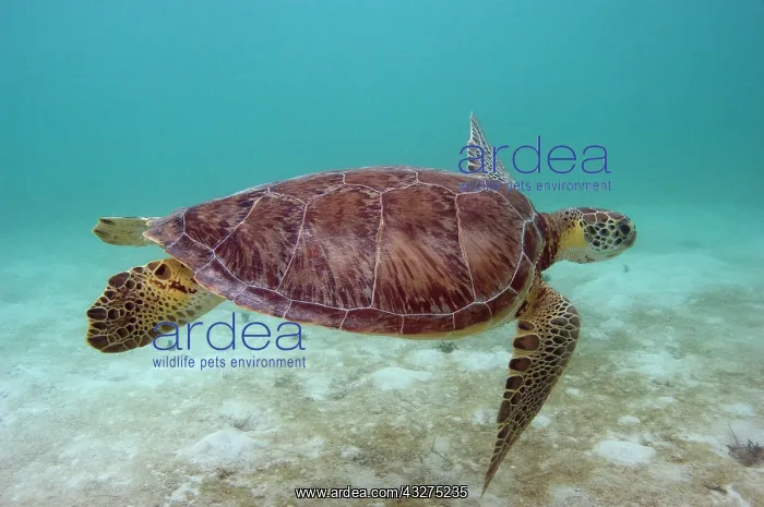 : Green Turtle (Chelonia mydas), Sian Ka'an : Green Turtle (Chelonia mydas), Sian Ka'an