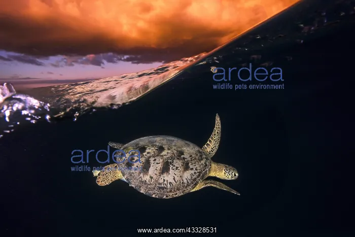 : Green turtle (Chelonia mydas) under the surface : Green turtle (Chelonia mydas) under the surface