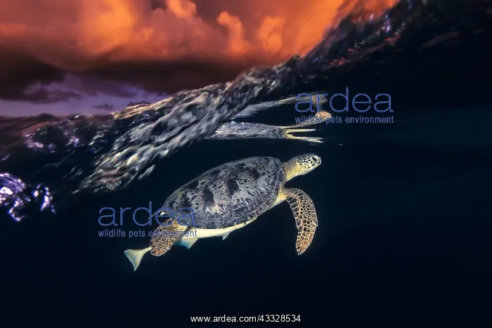 : Green turtle (Chelonia mydas) under the surface : Green turtle (Chelonia mydas) under the surface
