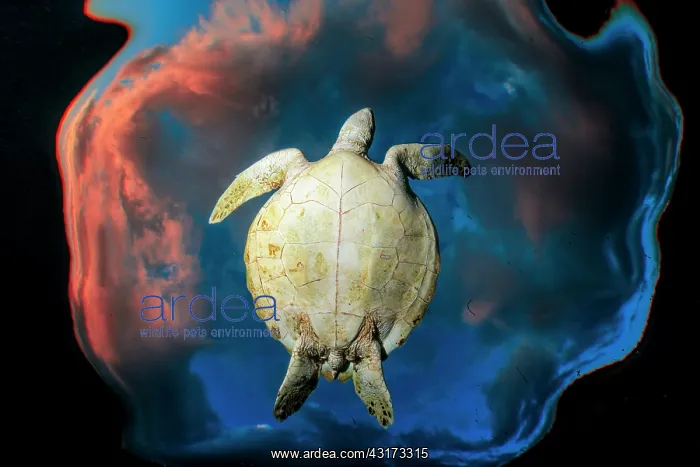 : Green turtle (Chelonia mydas) swimming under the : Green turtle (Chelonia mydas) swimming under the