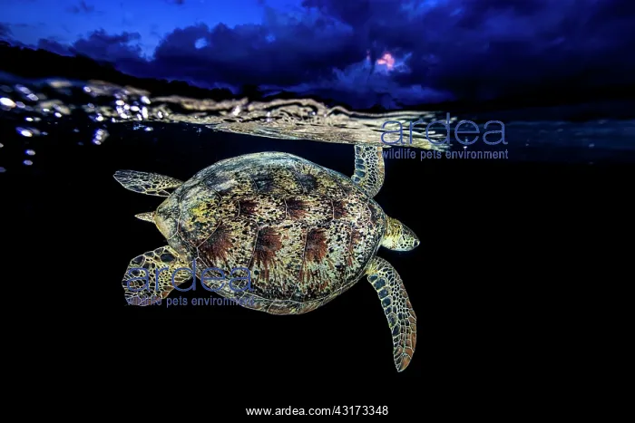 : Green turtle (Chelonia mydas) swimming under the : Green turtle (Chelonia mydas) swimming under the
