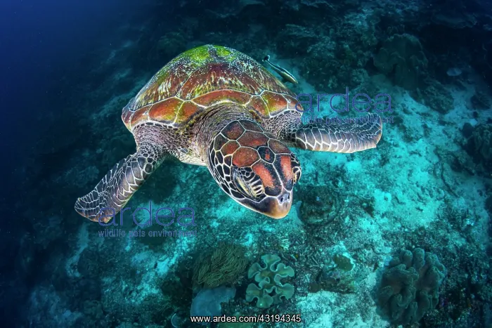 : Green turtle (Chelonia mydas) swimming over the : Green turtle (Chelonia mydas) swimming over the