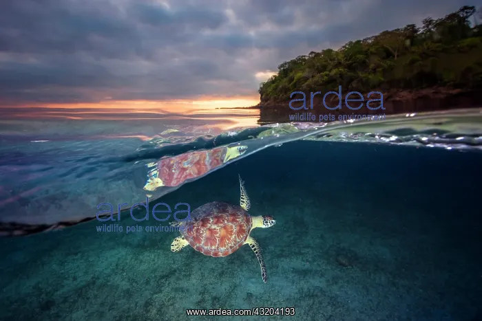 : Green turtle (Chelonia mydas) swimming in the lagoon : Green turtle (Chelonia mydas) swimming in the lagoon